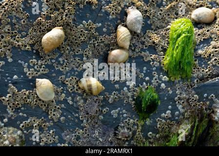 Colony of dog whelks on rock visible during low-tide Stock Photo