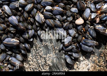 Blue mussels and barnacles on rock Stock Photo