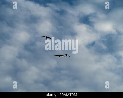 Three Black Swans in flight in the cloudy blue sky, Australia Stock Photo