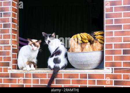 Two adorable cats on a windowsill next to a pot of fruit. Observing the movement of the street. Animal protection and adoption concept Stock Photo