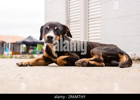 A black colored dog lying on the ground in the street. Animal protection and adoption concept. Stock Photo