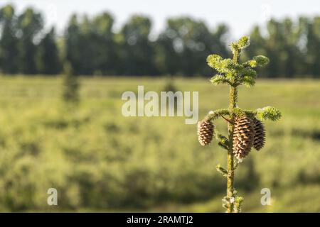 close-up of pine cones hanging at the top of a small pine tree, a wooded landscape in the background Stock Photo