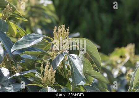 sprouts of new early fruits and leaves on avocado tree outdoors Stock Photo