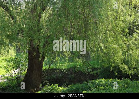 Beautiful willow tree with green leaves growing outdoors on sunny day Stock Photo