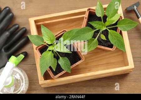 Seedlings growing in plastic containers with soil, spray bottle and gloves on wooden table, above view Stock Photo