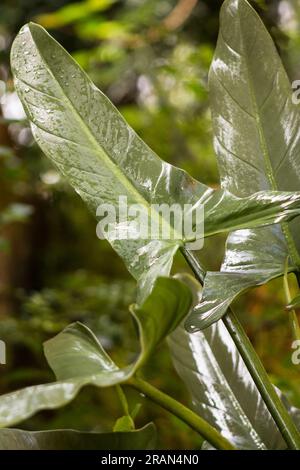 Philodendron hastatum, Silver sword plant on natural background Stock Photo
