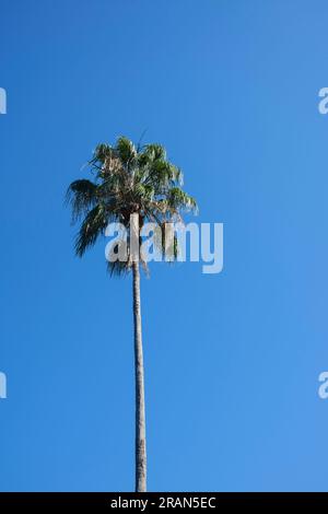 Livistona australis, Cabbage-tree palm is an australian palm tree. Stock Photo
