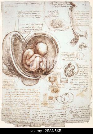Studies of the foetus in the womb c.1513; Rome, Italy by Leonardo da Vinci Stock Photo