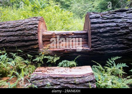 Woods trail forest moss backgrounds textures copy space graphic resources, natural summer day inside a forest Stock Photo