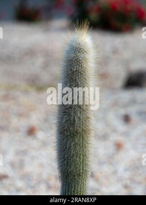 Tall Cylinder shaped cactus in and Australian garden Stock Photo