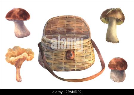 Set of edible mushrooms and wicker basket, vector watercolor illustration. Forest woodland clipart with boletus for card design, print, fabric. Stock Vector