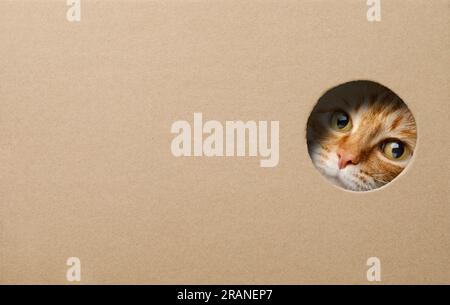 Funny ginger cat in a cardboard box and looking curious through a hole. image with copy space. Stock Photo