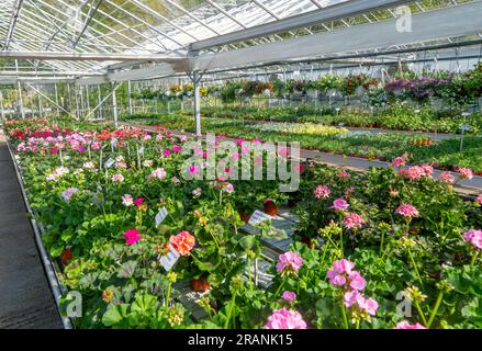 Potted geranium plants on display inside glasshouse of plant nursery ...