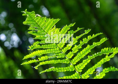 Dryopteris carthusiana is a species of herbaceous plants of the Dryopteridaceae family, common in temperate regions of Eurasia and North America. Medi Stock Photo