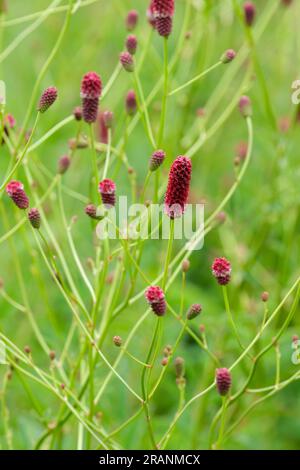 Sanguisorba officinalis Red Thunder, Great Burnet Red Thunder, perennial, deep burgundy flowers, burnet Stock Photo