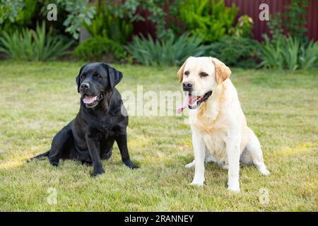 two labradors adult dogs sitting outdoors in the nature on a sunny day during late spring and early summer. Stock Photo