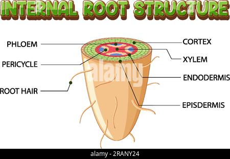 Internal structure of root diagram illustration Stock Vector