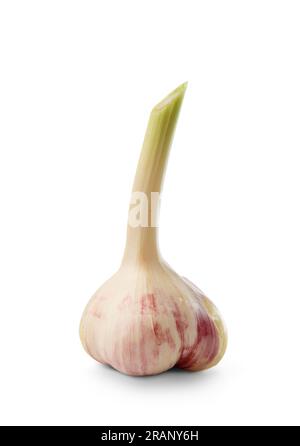 Whole head of young organic garlic, isolated on white background, close-up. Stock Photo