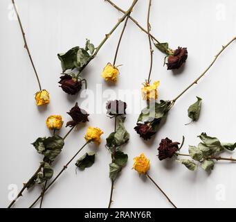 Red and yellow dry roses with leaves on a white background, top view. The concept of loneliness or age. Unhappy love. A loss. Sadness. Stock Photo