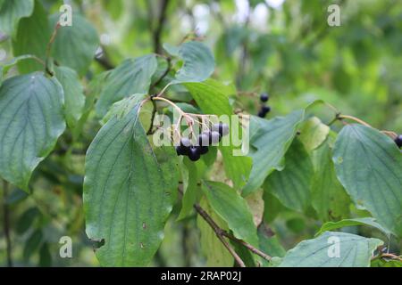 Cornus sanguinea, the common dogwood or bloody dogwood, black berries Stock Photo