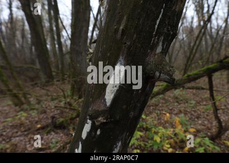 White Mold on the bark of a tree, autumn woods atmosphere Stock Photo
