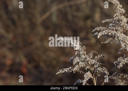 Canadian goldenrod in the autumn forest, Solidago canadensis plant Stock Photo