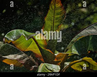 Giant Bird of Paradise (Strelitzia nicolai) large tropical leaves in rain with water droplets and dramatic dark background, strelitziaceae, South Afri Stock Photo