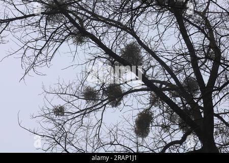 Mistletoe on trees in winter forest, branches silhouette, birds nest Stock Photo