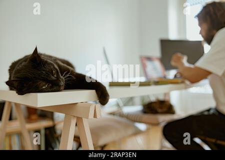 Black cat lying on table on the background of working on laptop man from home office Stock Photo