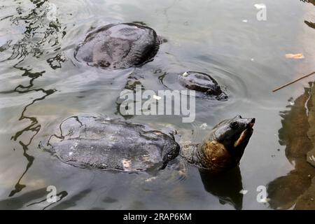 Chittagong, Bayazid, Bangladesh. 5th July, 2023. July 05, 2023. Chittagong, Bangladesh : An endangered black and soft-shelled turtle known by locals as the Bostami turtle ( Nilsonia nigricans ) lives in ponds near the Bayezid Bostami shrine in Chittagong, Bangladesh. It is a very rare species of freshwater turtle and faces extinction as their habitats have been threatened by pollution for decades. (Credit Image: © Mohammed Shajahan/ZUMA Press Wire) EDITORIAL USAGE ONLY! Not for Commercial USAGE! Stock Photo