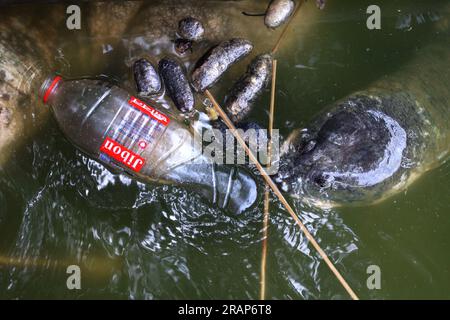 Chittagong, Bayazid, Bangladesh. 5th July, 2023. July 05, 2023. Chittagong, Bangladesh : An endangered black and soft-shelled turtle known by locals as the Bostami turtle ( Nilsonia nigricans ) lives in ponds near the Bayezid Bostami shrine in Chittagong, Bangladesh. It is a very rare species of freshwater turtle and faces extinction as their habitats have been threatened by pollution for decades. (Credit Image: © Mohammed Shajahan/ZUMA Press Wire) EDITORIAL USAGE ONLY! Not for Commercial USAGE! Stock Photo