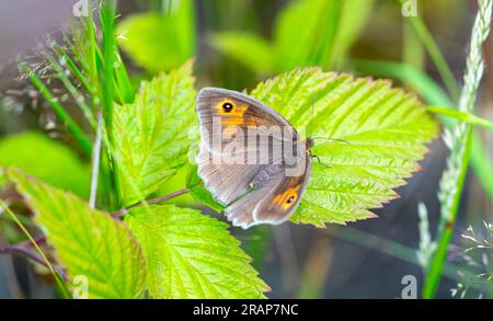 meadow brown butterfly on green leaf Stock Photo