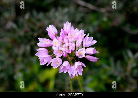 Rosy garlic (Allium roseum) is an edible wild garlic native to the Mediterranean basin. The rosy garlic inflorescences are umbels. Angiosperms. Monoco Stock Photo