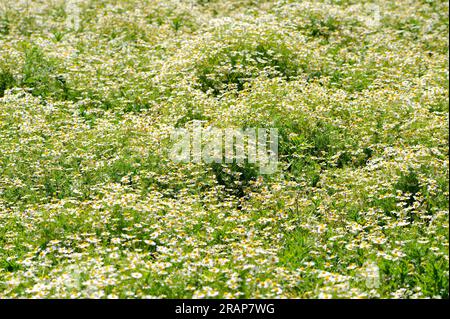 Corn chamomile or mayweed  (Anthemis arvensis) is an annual herb native to Europe. Angiosperms. Asteraceae. This photo was taken in Mallorca, Balearic Stock Photo