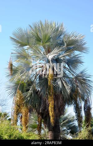 Mexican blue palm (Brahea armata) is a palm native to Baja California but widely planted as an ornamental. Angiosperms. Arecaceae. Stock Photo