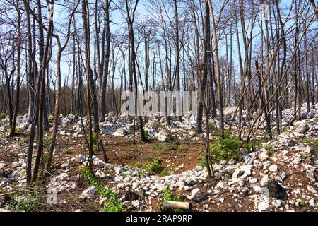 burned trees between limestone rock after a frest fire in the Karst mountains of Slovenia Stock Photo