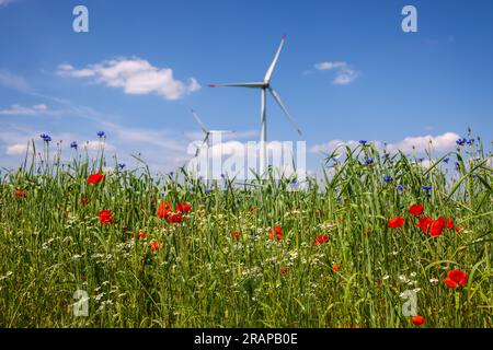 Lichtenau, North Rhine-Westphalia, Germany - Flowering strips on wheat field, poppies, cornflowers and camomiles, behind a wind farm with wind turbine Stock Photo