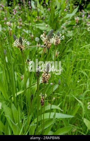 Close up of Ribwort plantain buckhorn wild flower flowers wildflowers flowering growing a field meadow in summer England UK GB Great Britain Stock Photo