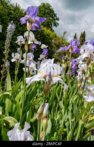 Close up of white and purple bearded iris irises flowering flowers flower in a garden border in summer England UK United Kingdom GB Great Britain Stock Photo
