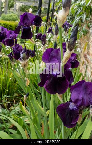 Close up of dark purple bearded iris irises flowering flowers flower in a garden border flowerbed in summer England UK United Kingdom GB Great Britain Stock Photo
