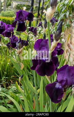 Close up of dark purple bearded iris irises flowering flowers flower in a garden border in summer England UK United Kingdom GB Great Britain Stock Photo