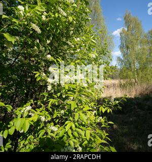 White bird cherry flowers blossom in the bright morning light. Reed in the background, lake. Stock Photo