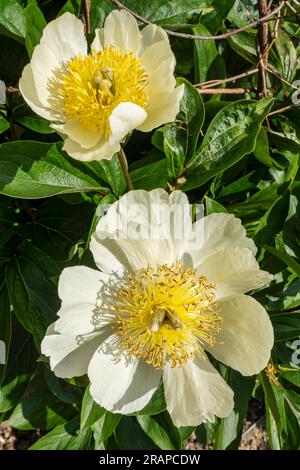 Close up of cream white peony peonies paeonia flowers flower flowering in the garden in summer England UK United Kingdom GB Great Britain Stock Photo