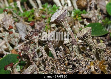 Cladonia pyxidata is a Pixie Cup lichen found in a variety of less acidic habitats including sand dunes. It is common throughout Britain. Stock Photo
