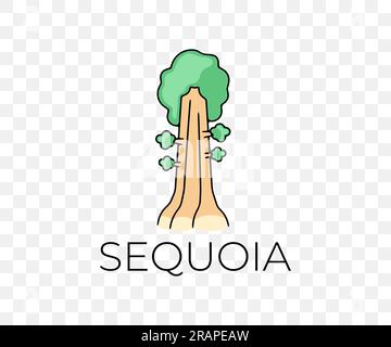 Big sequoia in the national park, nature, trees and plant, colored graphic design. Forest, forestry, redwood, pine, landscape and environment, vector Stock Vector