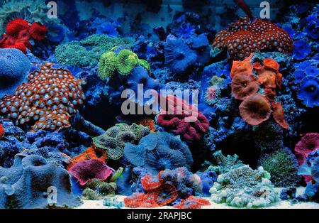 Coral reef aquarium designed for keeping corals that show fluorescent colours when illuminated with blue-actinic light. Stock Photo