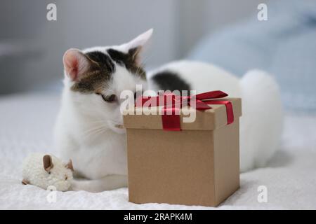 Various expressions and poses of Japanese Bobtail cat with a gift box on the bed Stock Photo