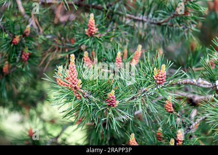 Mountain pine tree Pinus Mugo with buds, long branch and coniferous. Mughus pumilio cultivar dwarf in rock park. Composition pinaceae landscaping in j Stock Photo