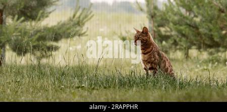 Curious Bengal cat exploring area around house. Domestic pet walking and hunting outdoors on summer day. Stock Photo