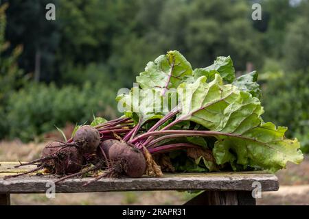 young, dirty, fresh beets on a board. Blurred background Stock Photo
